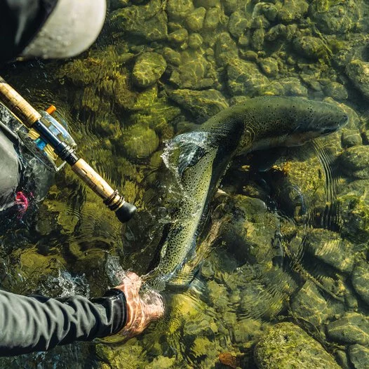 Fly Fish